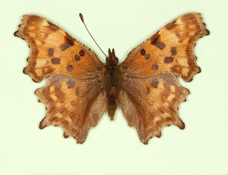 Polygonia c-album male (aberrant form nov) (Internet Image property of respective owner, non-commercial use only)